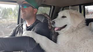 Maremma Sheepdog Miley  Loves Roadtrips [upl. by Julius]