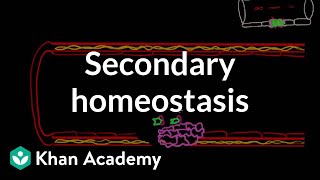 Secondary hemostasis  Advanced hematologic system physiology  Health amp Medicine  Khan Academy [upl. by Huntley136]