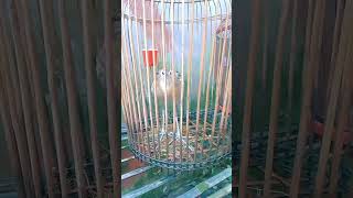 এই সূরাটা পড়লে পাখি wazmahfil viralvideo foryou islamicvideo [upl. by Allicsirp]