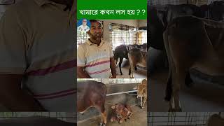 প্রশিক্ষণ। গরু cow cowfarm bdcowcow short [upl. by Ashatan]