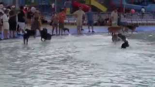 Legoland Water Park goes to the dogs with quotPawSomequot Video [upl. by Krasnoff487]