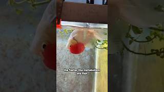 How treat swim bladder disorder in goldfish [upl. by Hagep833]