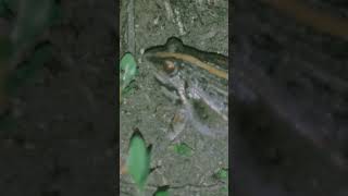 A rã assobiadora  Leptodactylus fuscus frogsound [upl. by Ahsotan]