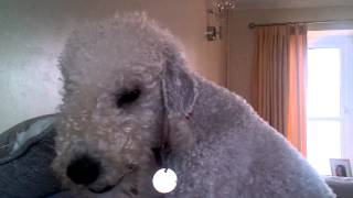 Bedlington Terrier Barking [upl. by Ffej]