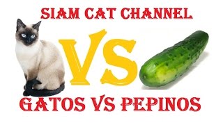 Gatos VS Pepinos ¿Por Qué Los Gatos Le Temen a Los Pepinos [upl. by Palmore]