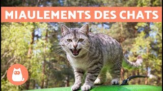 Les miaulements des chats et leur signification [upl. by Haelahk]