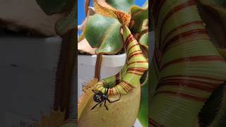 Nepenthes veitchii carnivorous plant closer look shorts [upl. by Eltsirhc]