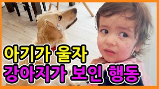 Dogs reaction when babys crying [upl. by Ahsinet895]