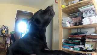 staffordshire bull terrier howling [upl. by Tyika902]