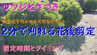 ツツジとさつきの２分で刈り込める花後剪定がこれ！ [upl. by Ohl]