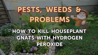 How to Kill Houseplant Gnats With Hydrogen Peroxide [upl. by Smailliw]