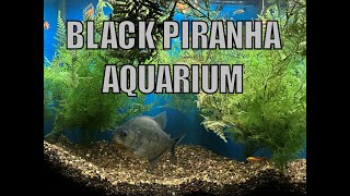 BLACK PIRANHA FISH TANK My Aquarium is Your Aquarium Calm Sounds [upl. by Hendrick]