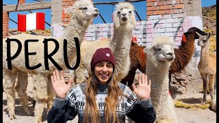 VIAJAZO POR PERÚ con muchas llamas muchas hojas de coca y muchas risas 🇵🇪🦙 [upl. by Kilk]