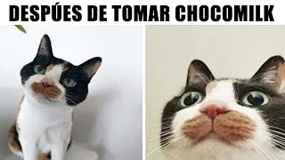 MEMES DE PERRITOS Y GATITOS 7 [upl. by Atiraj]