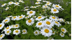 Feverfew plant Tanacetum parthenium care in the UK [upl. by Aisatnaf]