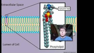 Cell Membranes [upl. by Joh]