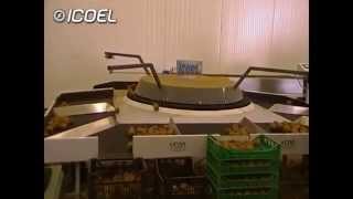 ICOEL  Linea lavorazione kiwi con Icoel Rotativa [upl. by Doti37]