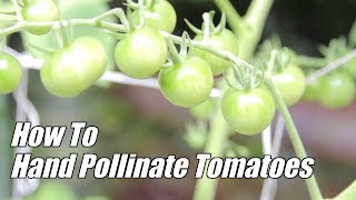 How To Hand Pollinate Tomatoes [upl. by Alberta]