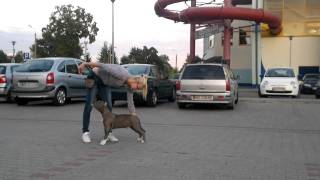 American staffordshire terrier training day [upl. by Chipman935]