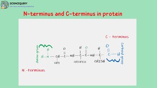 What is End group analysis  Identification of N  terminal amp C  terminal amino acids [upl. by Weaver]