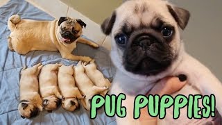 Pug Puppy Compilation [upl. by Akimik87]