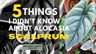 5 THINGS I DIDNT KNOW ABOUT ALOCASIA SCALPRUM  SAMAR LANCE [upl. by Veron]