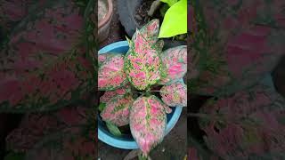 Beautiful ornamental plants in my garden shortsvideoornamentalplants [upl. by Casi640]