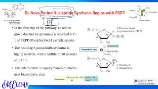 Biosynthesis and Degradation of Nucleotides Part 2 [upl. by Anawot]