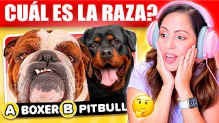 ADIVINA EL PERRO POR LA FOTO 🤔 CUAL ES LA RAZA 🐶🦴 Sandra Cires Play [upl. by Nairot]