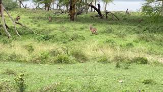 Waterbuck in Lake Nakuru [upl. by Michi]