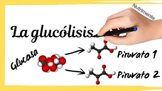 Glicólisis ciclo de Krebs y Fosforilación oxidativa Animado [upl. by Norwood314]