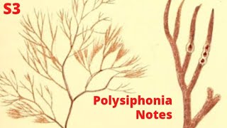 S3  Algae  Polysiphonia  Structure  life cycle  Reproduction Notes [upl. by Averir60]