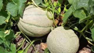 Coltivare il melone cantalupo [upl. by Oicafinob739]