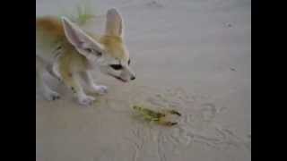 Fennec Fox eats a scorpion [upl. by Adhamh901]