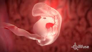 Fetal Development 3D Animation  Infuse Medical [upl. by Nahtnoj]