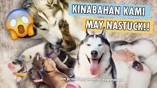 THIS IS IT NANGANAK NA SI SUGAR HUSKY GIVING BIRTH TO 6 PUPPIES [upl. by Ransom465]