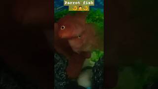 timelapse Parrot cichlids fight cichlid fighting parrotfish tiara5767 [upl. by Llenrev189]