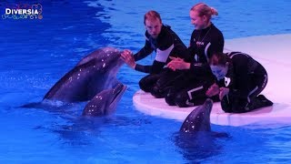 KOLMARDENS DELFINSHOW LIFE 2018  DOLPHIN SHOW AT KOLMARDEN WILDLIFE PARK [upl. by Hardden636]