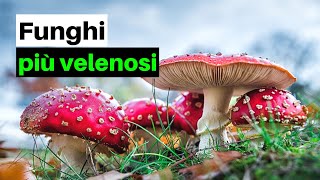 7 FUNGHI PIÙ VELENOSI dItalia e non solo [upl. by Jeggar]