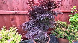 Japanese Maple trees Red leaves on Twomblys Sentinel dense foliage and a vertical growing habit [upl. by Demeyer]