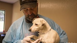 Traumatized Puppy Mill Dog Makes an Amazing Recovery [upl. by Sumer]