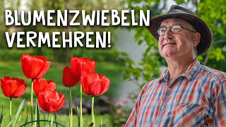 Blumenzwiebeln von Tulpen Narzissen amp Schneeglöckchen vermehren  Garten Tipp für Profis [upl. by Florida]