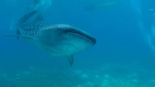 Turtle Bay Dive Resort  Whale Shark Tour [upl. by Schaab]