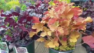 Heuchera Obsidian Caramel amp Plum Pudding Coral Bells [upl. by Iznil]