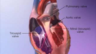 The Heart Valves with Heart amp Circulatory Premium 2 [upl. by Leffert652]