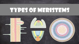 Types of Meristems  Plant Biology [upl. by Kelly]