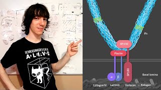 Hemidesmosomas Estructura y Funciones [upl. by Sharla]