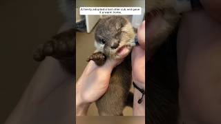 A family adopted a lost otter cub and gave it a warm home animalshorts shortvideo [upl. by Carhart227]