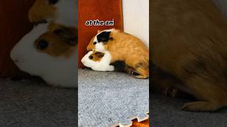 Guinea pig mating callshortsshortvideo guineapigmating [upl. by Erbma]