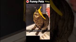 Funny Pets Ep 153 shorts [upl. by Ahsele836]